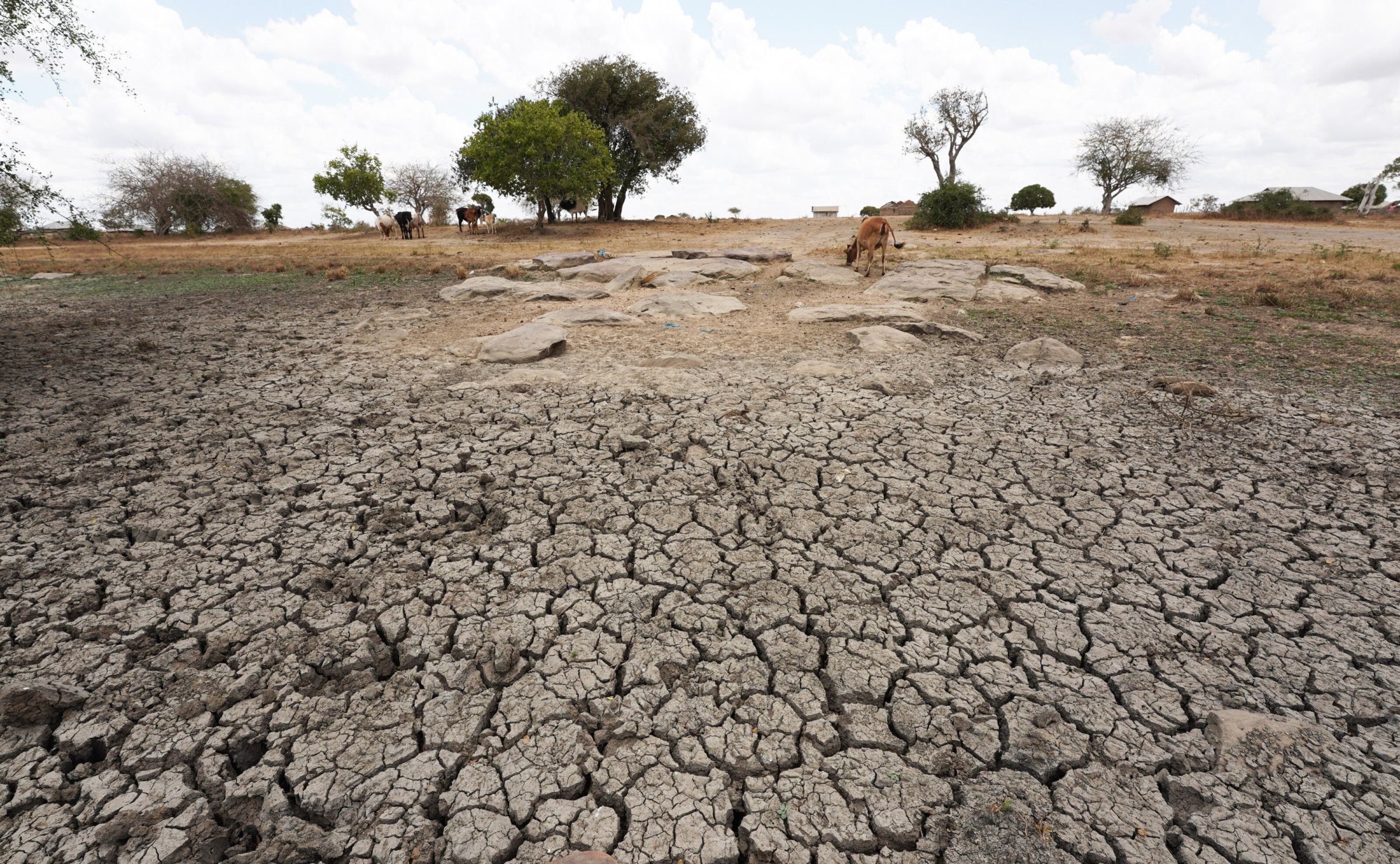 Vertrockneter Weideboden im afrikanischen Kenia