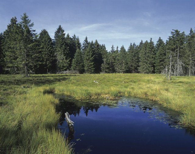 Der biologische Zustand der Moore soll vielerorts in Thüringen verbessert werden.Naturschutzgebiete, wie das Schützenbergmoor in Oberhof, sind keine Selbstverständlichkeit.