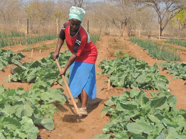 Spenden der nd-Solidaritätsaktion helfen in Simbabwe Kleinbauernfamilien Anbaumethoden zu erlernen, die auch in trockenen Gebieten genügend Nahrungsmittel produzieren.