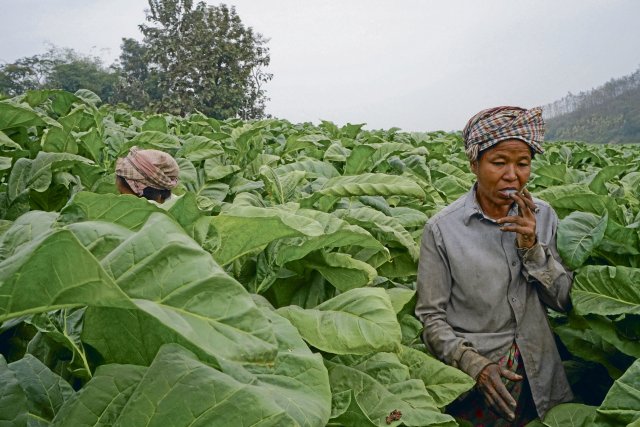 Tabakanbau im Südosten von Bangladesch: Viele Landwirte leiden unter Lungenproblemen.
