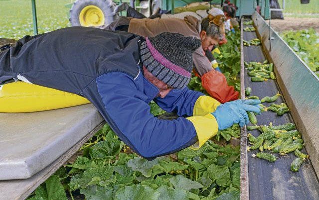 Vor allem osteuropäische Wanderarbeiter*innen schuften in Deutschland unter teils unmenschlichen Bedingungen. Der Schutz vor Ausbeutung ist gering.