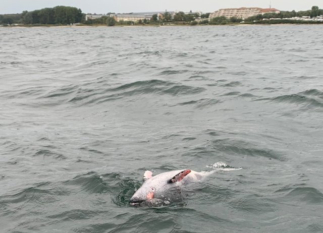 Ein toter Schweinswal treibt vor Neustadt in Holstein im Meer. Insgesamt 19 verendete Tiere waren nach Sprengungen im Rahmen eines Nato-Manövers 2019 in der Ostsee gefunden worden.