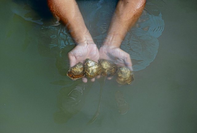 Marine ecology: It’s getting too noisy for the oysters