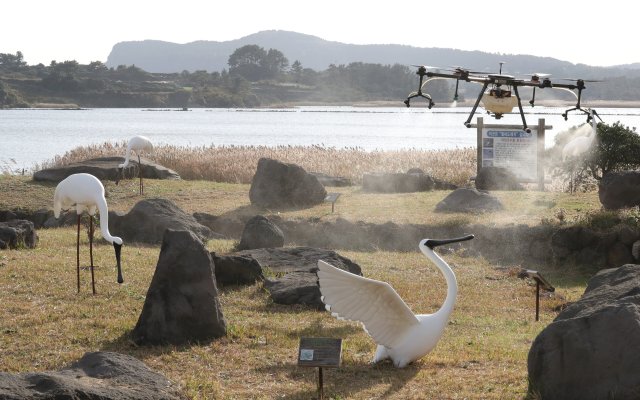 Auf der südkoreanischen Insel Jesu wurde ein hochgradig krankheitserregender Vogelgrippestamm festgestellt. Eine Drohne sprüht Desinfektionsmittel auf einem saisonalen Rastplatz für Zugvögel.