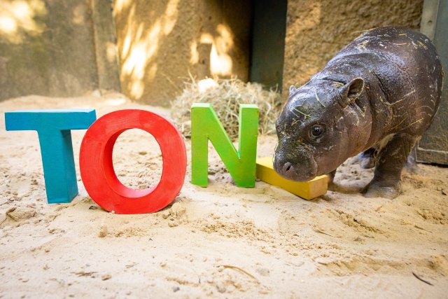 Offenbar aus Protest hat das Baby-Hippo einen Schriftzug mit seinem neuen Namen niedergerissen.