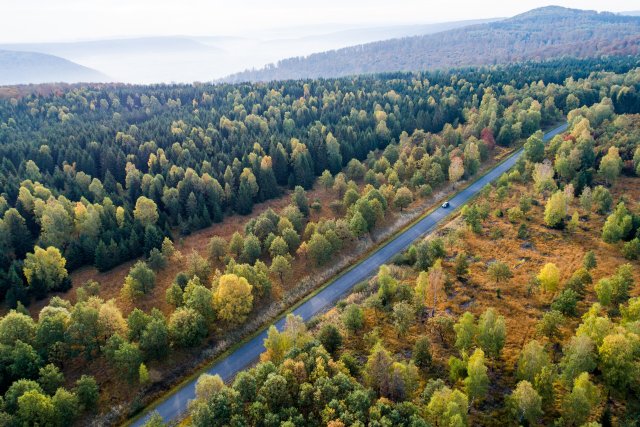 Wälder allein gleichen die Emissionen nicht mehr aus.