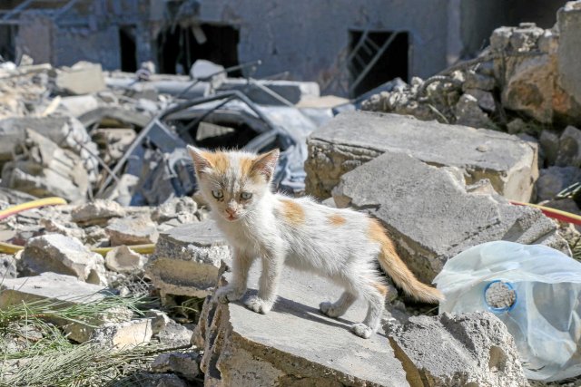 Das Kätzchen hat sein Gleichgewicht nach diesem Luftschlag Israels im Bekaa-Tal längst wieder gefunden, der Libanon wird länger brauchen.