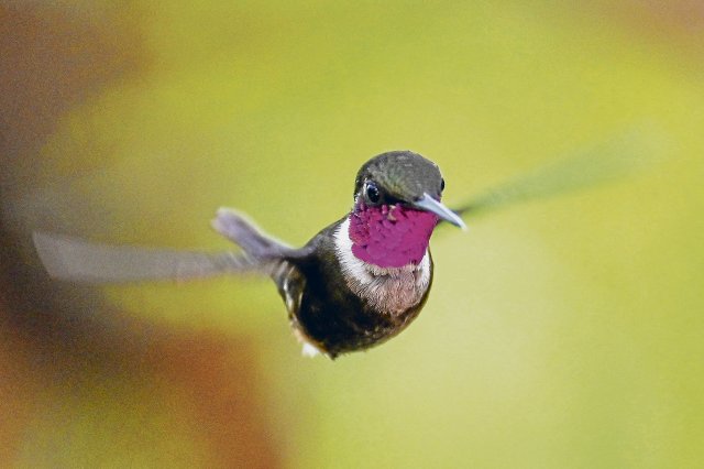 Der Purpurkehl-Sternkolibri steht nicht auf der Liste der bedrohten Arten. Für ihn käme ein entschiedener Schutz der Biodiversität also nicht zu spät.