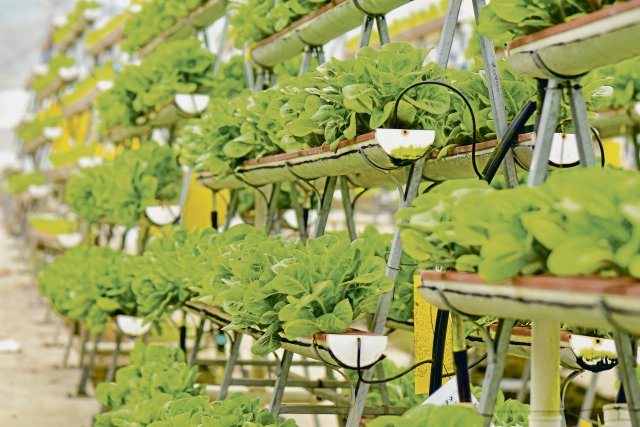 Vertical Farming: In der Stadt der Wolkenkratzer wird auch im Gewächshaus in die Höhe angebaut.