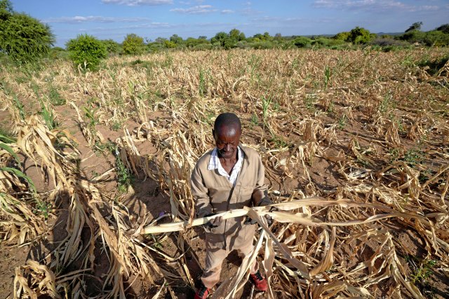 James Tshuma, ein Landwirt im Bezirk Mangwe im Südwesten Simbabwes, steht inmitten seines ausgetrockneten Erntefeldes inmitten einer Dürre.