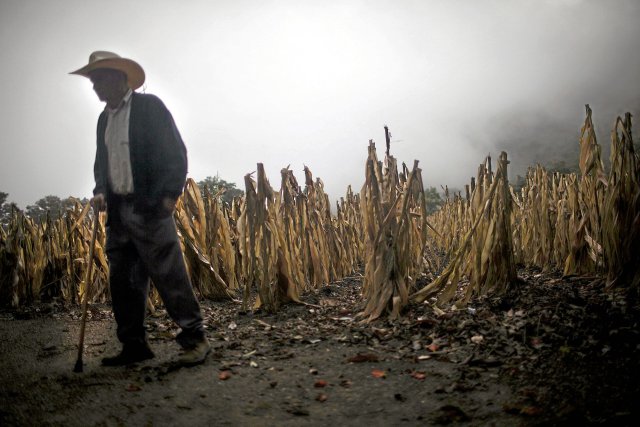 In Guatemala leiden Millionen Kleinbauernfamilien, die für ihren Lebensunterhalt Getreide anbauen, immer wieder unter den Auswirkungen von Dürren.