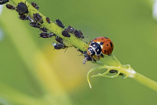 Mit Nützlingen lassen sich gezielt Schadinsekten bekämpfen.