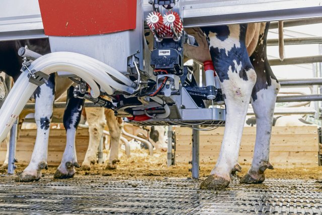 In knapp einem Fünftel der Milchviehbetriebe sind heute Melkroboter im Einsatz.