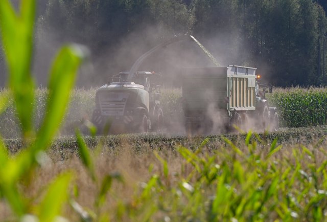 Auf einem Feld der Agrargenossenschaft Vorspreewald in Spree-Neiße wird Mais gehäckselt.