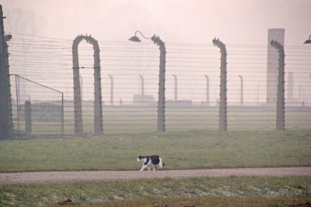 Totenstille in Birkenau