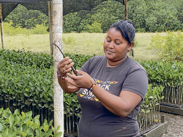 »Wenn wir hier nicht die Umwelt schützen, wer sonst?«, sagt Pamela Quiñonez. Die Muschelsammlerin kümmert sich mit Kolleginnen um die Aufforstung der Mangrovenwälder.